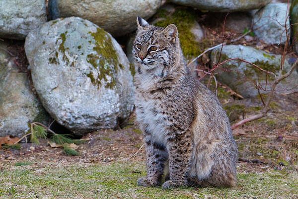 Bobcat Poster featuring the photograph Bobcat #2 by Dale J Martin