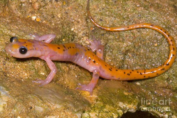 Eurycea Lucifuga Poster featuring the photograph Cave Salamander #2 by Dante Fenolio