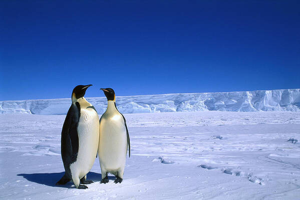 Mp Poster featuring the photograph Emperor Penguin Aptenodytes Forsteri #2 by Pete Oxford
