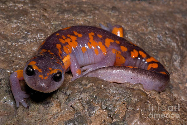 Ensatina Eschscholtzii Platensis Poster featuring the photograph Painted Ensatina Salamander #2 by Dant Fenolio