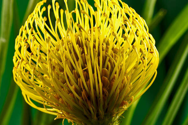 Flowers Poster featuring the photograph Picture of a Pincushion Protea by Perla Copernik