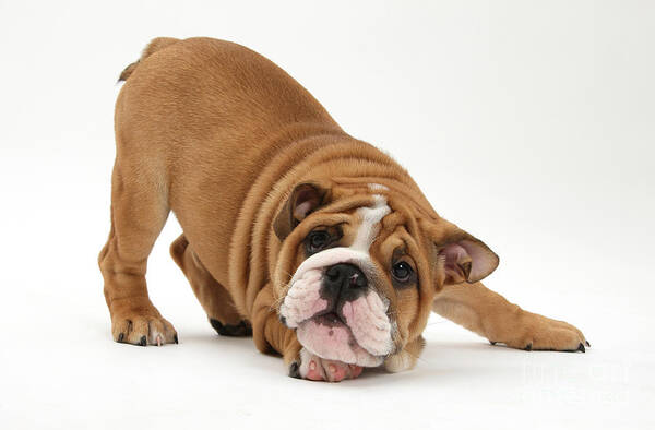 Dog Poster featuring the photograph Playful Bulldog Pup #2 by Mark Taylor