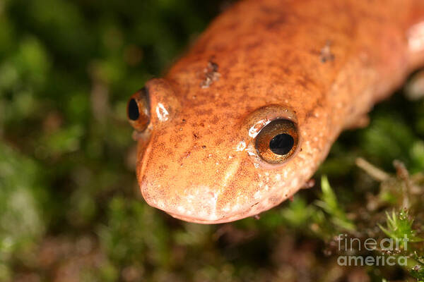 Animal Poster featuring the photograph Spring Salamander #2 by Ted Kinsman