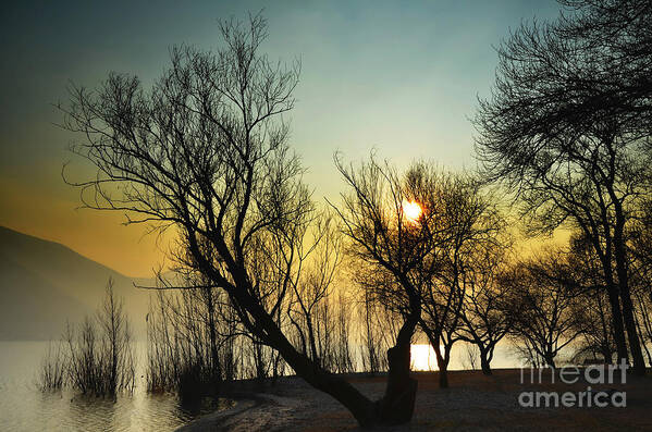 Tree Poster featuring the photograph Sunlight between the trees #2 by Mats Silvan