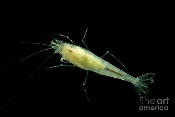 Taiji Cave Shrimp Poster featuring the photograph Taiji Cave Shrimp #2 by Dant Fenolio