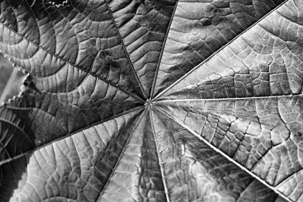Leaf Poster featuring the photograph The Leaf #2 by David Patterson