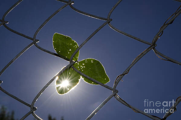 Three Leaf Clover Poster featuring the photograph Three leaf clover #2 by Mats Silvan
