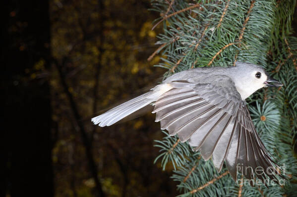 Tufted Titmouse Poster featuring the photograph Tufted Titmouse In Flight #2 by Ted Kinsman