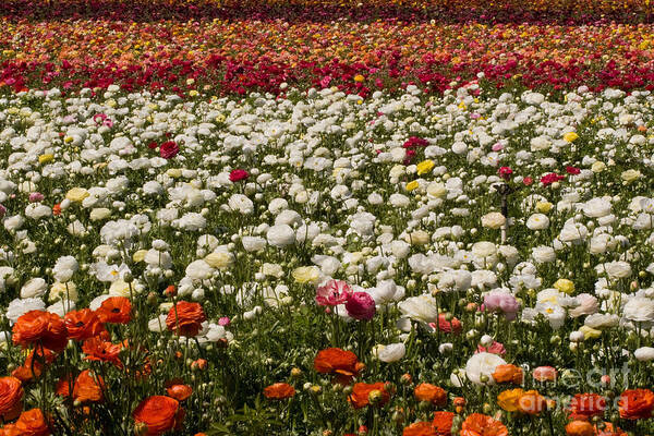 Flowers Poster featuring the photograph Flower Fields #28 by Daniel Knighton