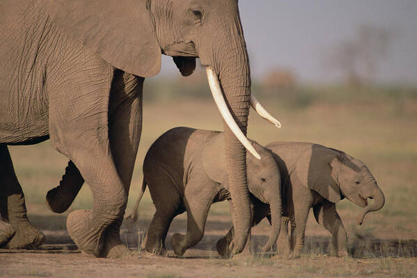 Mp Poster featuring the photograph African Elephant Loxodonta Africana #3 by Gerry Ellis