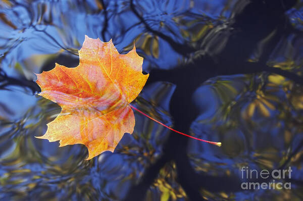 Leaf Poster featuring the photograph Autumn Leaf On The Water #3 by Michal Boubin