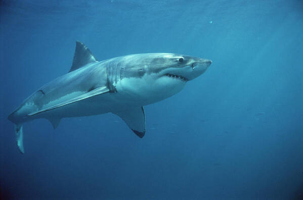 Mp Poster featuring the photograph Great White Shark Carcharodon #3 by Mike Parry