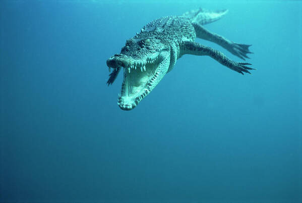 Mp Poster featuring the photograph Saltwater Crocodile Crocodylus Porosus #3 by Mike Parry
