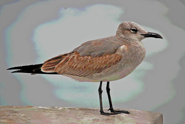  Poster featuring the photograph 3- Seagull by Joseph Keane