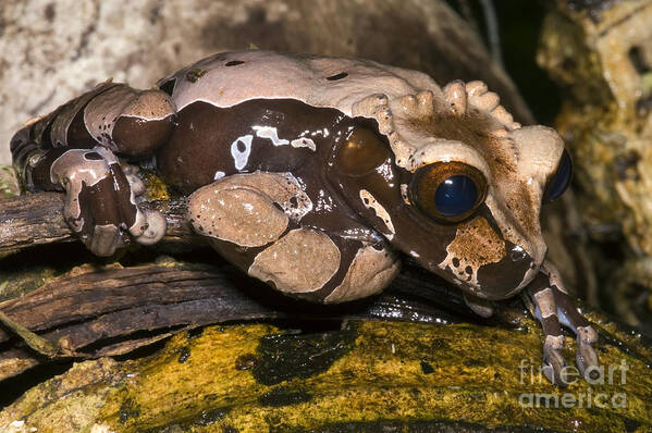 Anotheca Spinosa Poster featuring the photograph Crowned Tree Frog #4 by Dante Fenolio