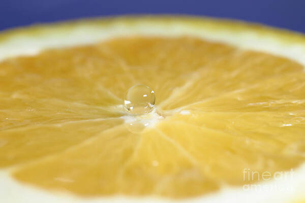 Water Poster featuring the photograph Drip Over An Orange #4 by Ted Kinsman