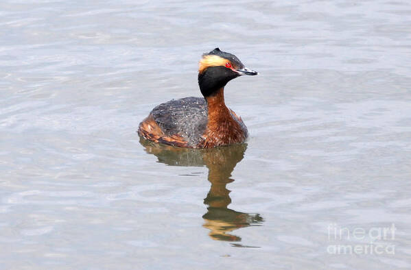 Grebe Poster featuring the photograph Horned grebe #4 by Lori Tordsen