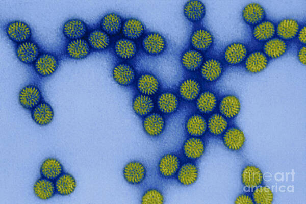 Transmission Electron Micrograph Poster featuring the photograph Rotavirus #4 by Science Source