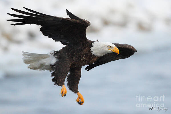 Bald Eagles Poster featuring the photograph Bald Eagle #40 by Steve Javorsky