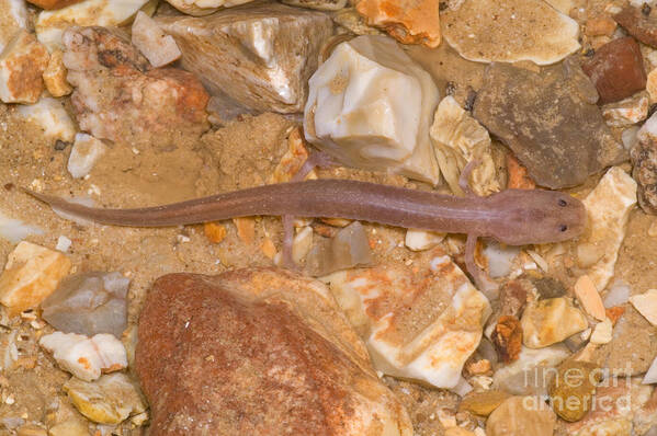 Eurycea Spelaea Poster featuring the photograph Ozark Blind Cave Salamander #5 by Dante Fenolio