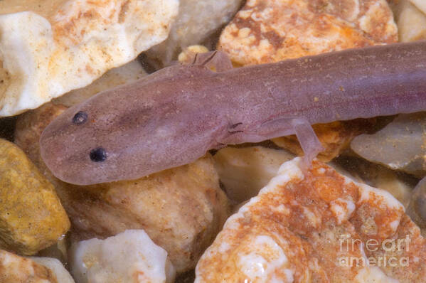 Eurycea Spelaea Poster featuring the photograph Ozark Blind Cave Salamander #6 by Dante Fenolio