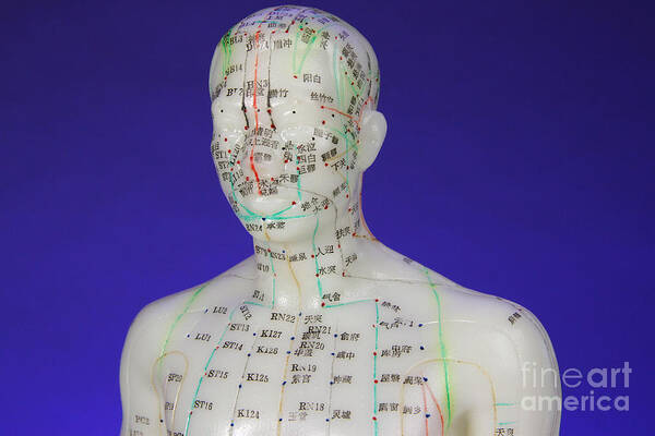 Acupuncture Body Model Poster featuring the photograph Acupuncture Model #7 by Photo Researchers, Inc.