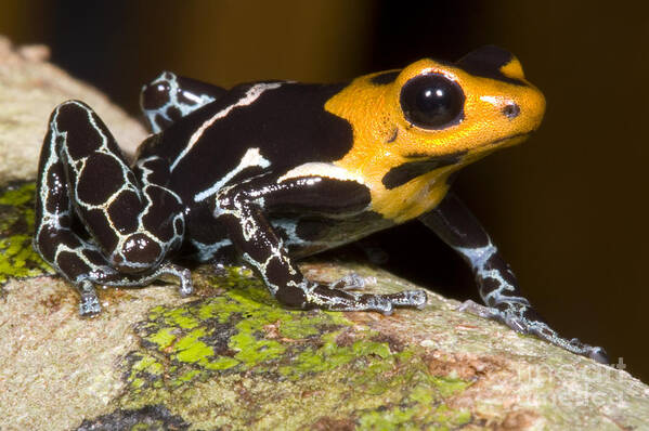 Crowned Poison Frog Poster featuring the photograph Crowned Poison Frog #7 by Dante Fenolio