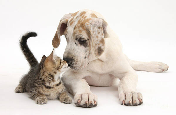 Animal Poster featuring the photograph Tabby Kitten & Great Dane Pup #7 by Mark Taylor