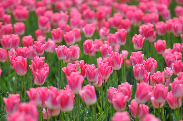 Pink Flowers Poster featuring the photograph A Field of Pink Tulips by Ronda Broatch