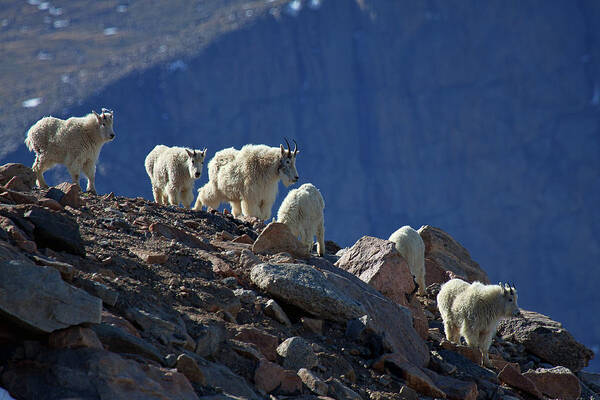 Mountain Goats; Posing; Group Photo; Baby Goat; Nature; Colorado; Crowd; Baby Goat; Mountain Goat Baby; Happy; Joy; Nature; Brothers Poster featuring the photograph The Field Trip by Jim Garrison