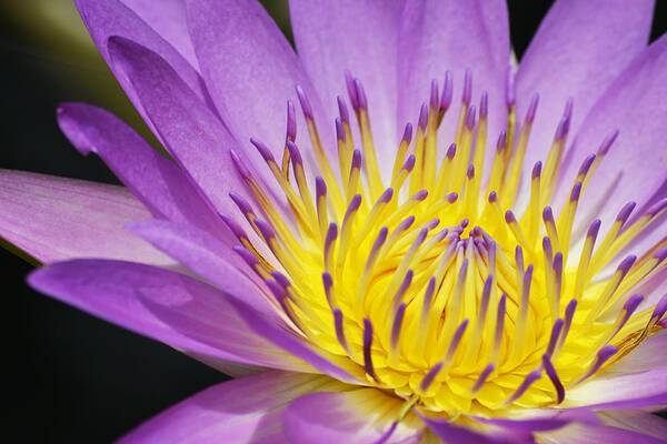 Waterlily Poster featuring the photograph A Moment Stands Still by Melanie Moraga