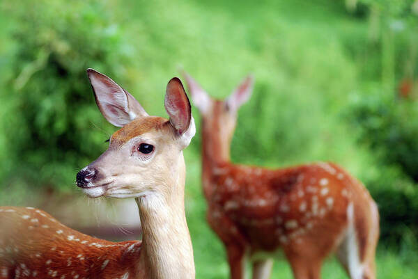 Fawn Poster featuring the photograph A Pair of Fawns by Lori Tambakis