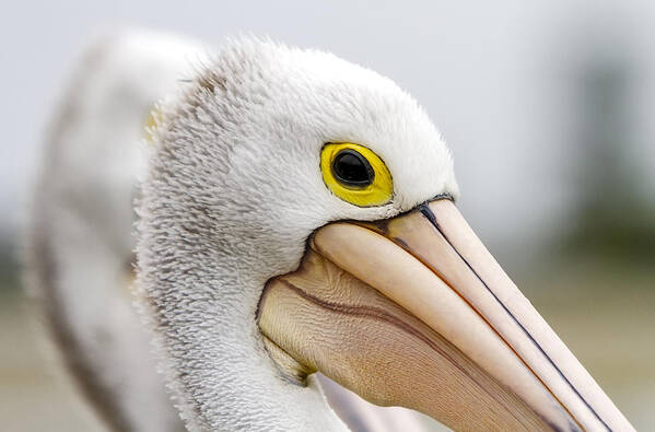 Pelican Poster featuring the photograph A Pelicans' Gaze by Mark Lucey