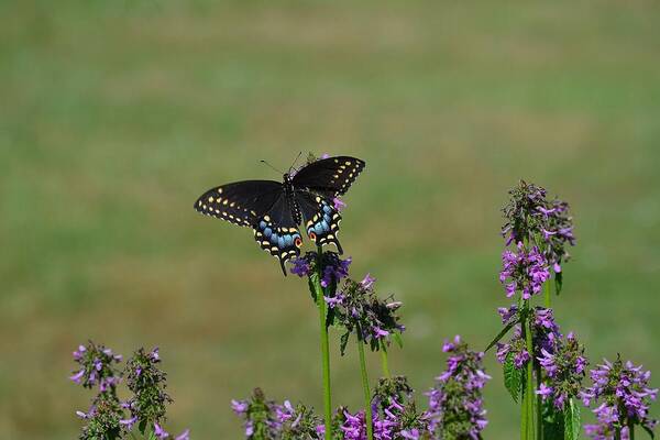 Butterfly Poster featuring the photograph a Shot in time by Michael Mrozik