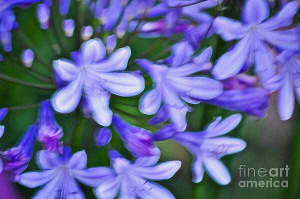 Agapanthus Poster featuring the photograph Agapanthus by Gwyn Newcombe