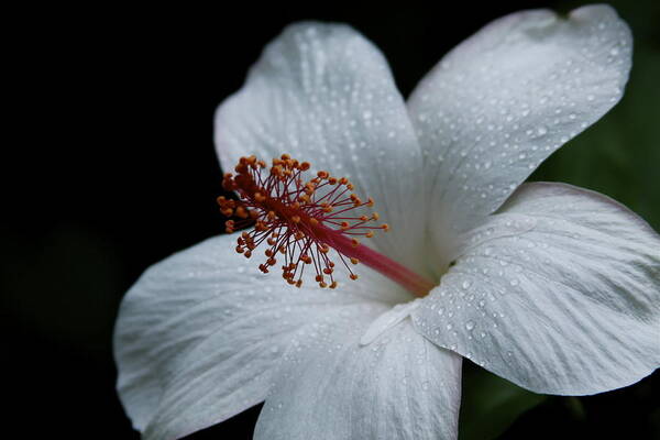 Alabaster Poster featuring the photograph Alabaster White Hibiscus by Karon Melillo DeVega