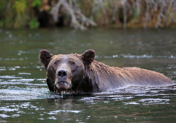 Sam Amato Poster featuring the photograph Alaskan Brooks Falls Brown Bear by Sam Amato