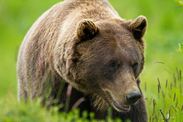 Alaska Poster featuring the photograph Alaskan Grizzly by Adam Pender