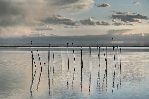 Albufera Lagoon Poster featuring the photograph Albufera gris. Valencia. Spain by Juan Carlos Ferro Duque