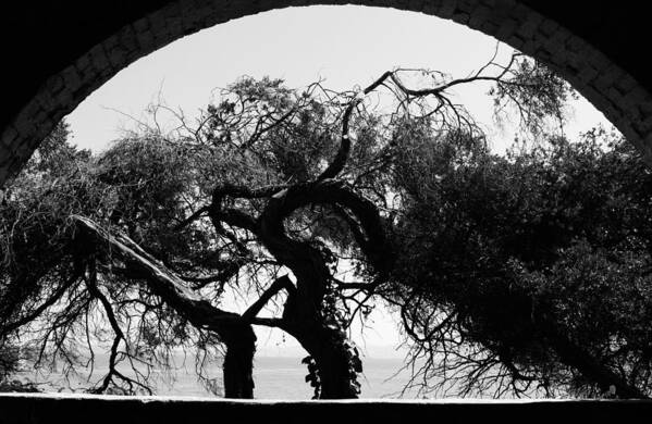 Alcatraz Poster featuring the photograph Alcatraz Tree by Ty Helbach