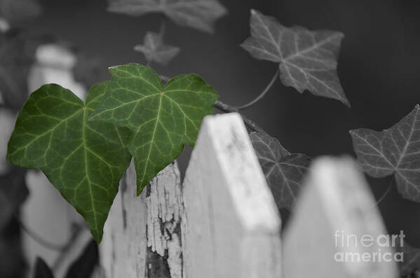 Vines Poster featuring the photograph Along the Fence by JT Lewis