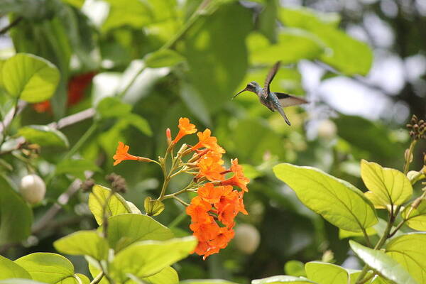 Humming Bird Poster featuring the photograph Amber Nectar by David Grant