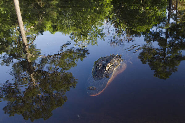 Mp Poster featuring the photograph American Alligator In The Okefenokee Swamp by Pete Oxford