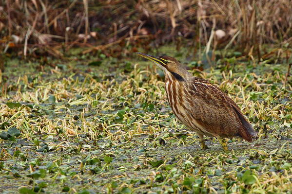 Bittern Poster featuring the photograph American Bittern by Bruce J Robinson