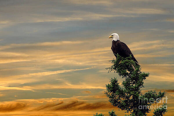 Bald Eagle Poster featuring the photograph American eagle sunset by Dan Friend