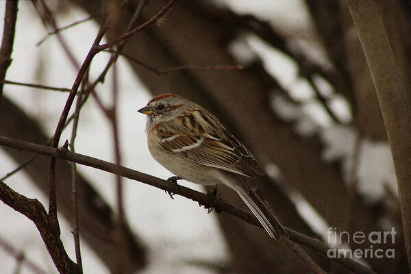 Bird Poster featuring the photograph American Tree Sparrow by Alyce Taylor