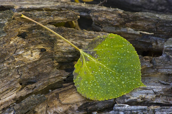 Nature Aspen Leaf Dew Rocky Mountain National Park Rmnp Colorado Poster featuring the photograph Aspen Leaf - 0824 by Jerry Owens