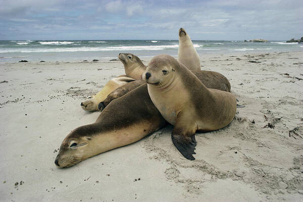 Mp Poster featuring the photograph Australian Sea Lion Neophoca Cinerea by Gerry Ellis