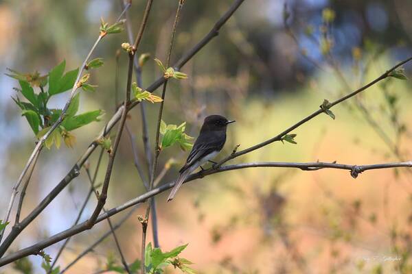 Black Phoebe Poster featuring the photograph Autumn Eyes by Amy Gallagher