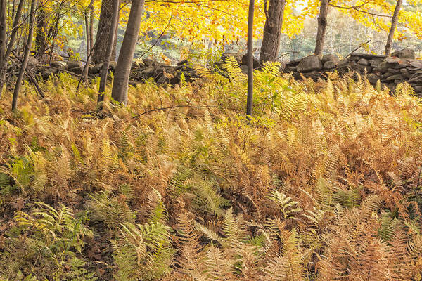 Autumn Ferns Poster featuring the photograph Autumn Ferns by Tom Singleton